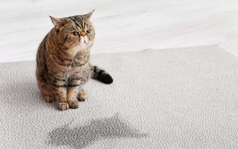 carpet cleaning in new york, carpet cleaning new york, carpet cleaners in new york, carpet cleaners in new york, commercial carpet cleaning, commercial carpet cleaning in new york, new york rug cleaners, rug cleaning services in new york, same day carpet cleaning, same day rug cleaning in new york